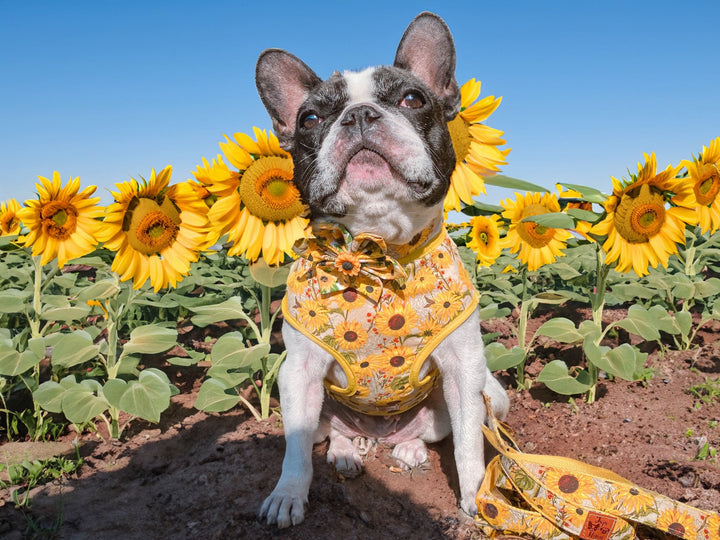 Fall sunflower dog harness leash set/ autumn harvest harness and lead