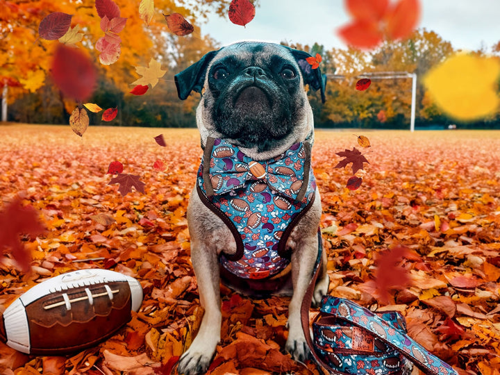 Dog harness - Autumn football