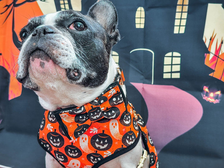 Halloween dog collar with bow tie - Orange Pumpkin party
