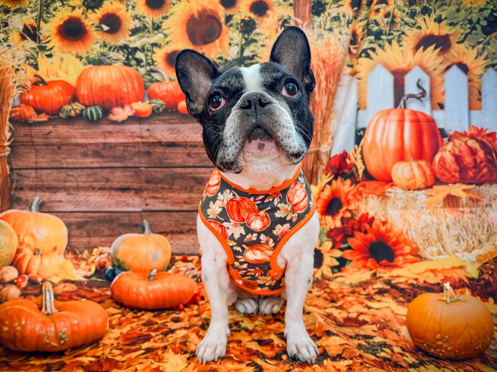 Dog harness - Pumpkin patch