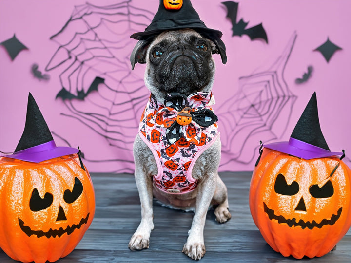 Halloween dog collar with flower - Pink Pumpkin and bats