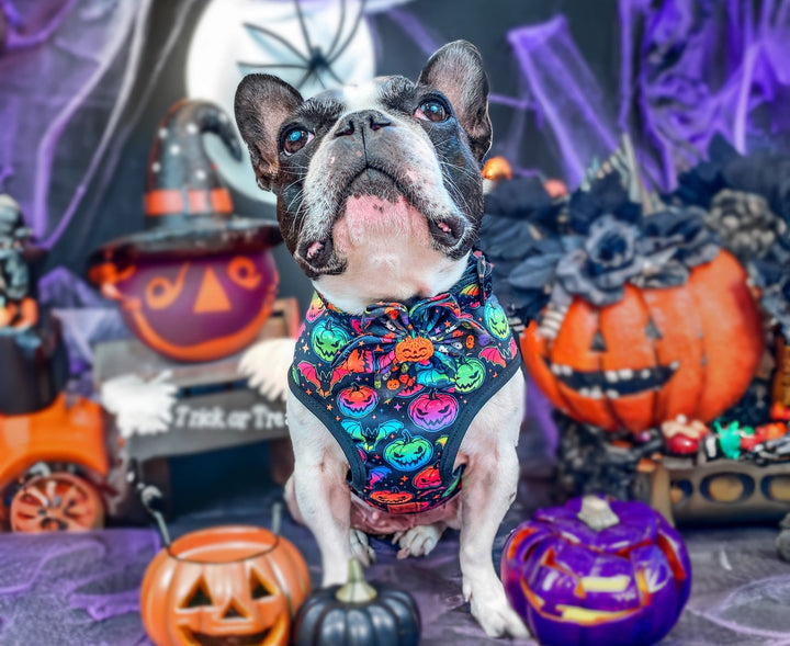 Halloween dog harness set - rainbow pumpkin