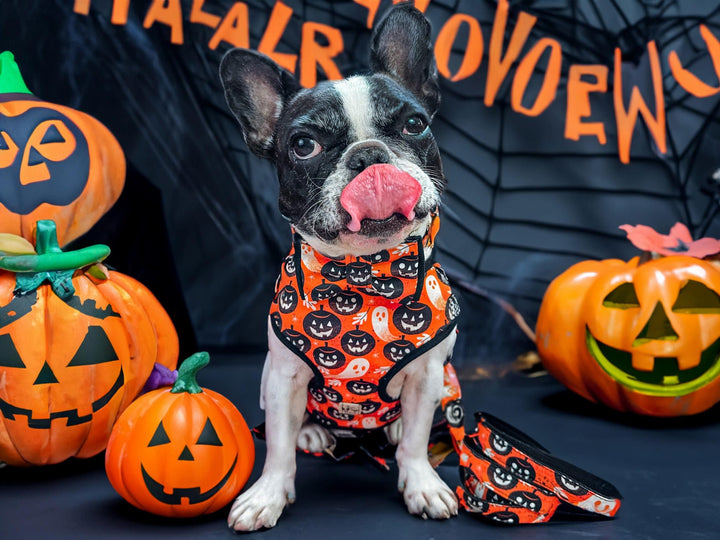 Halloween dog harness set - orange pumpkin party
