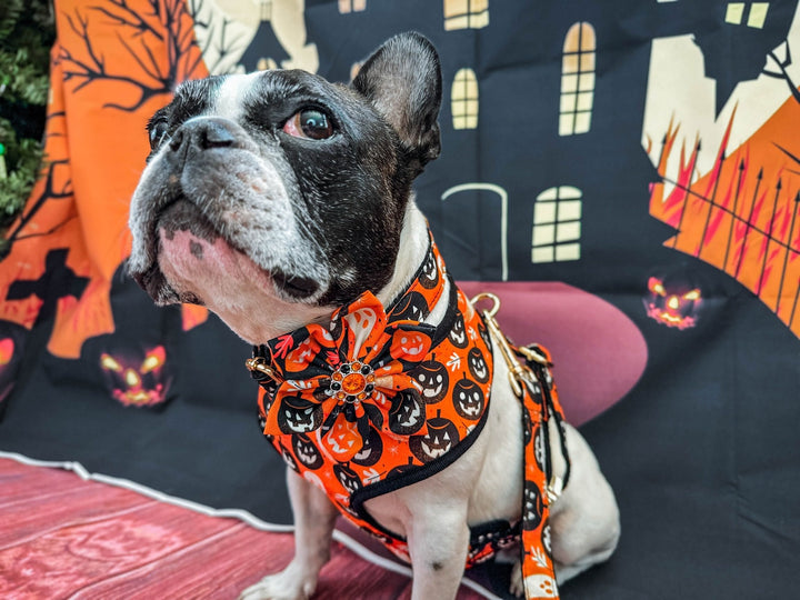 Halloween dog collar with flower - Orange Pumpkin party