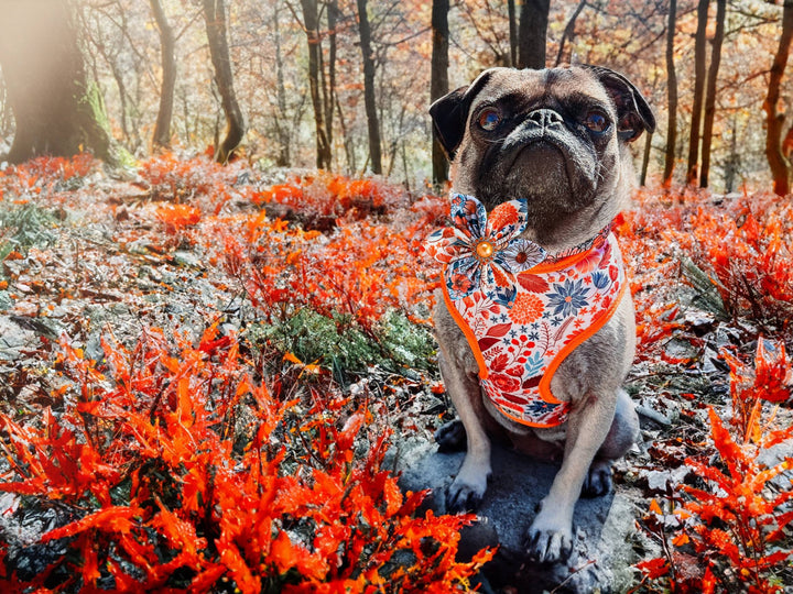 Dog collar with flower - Autumn Flowers
