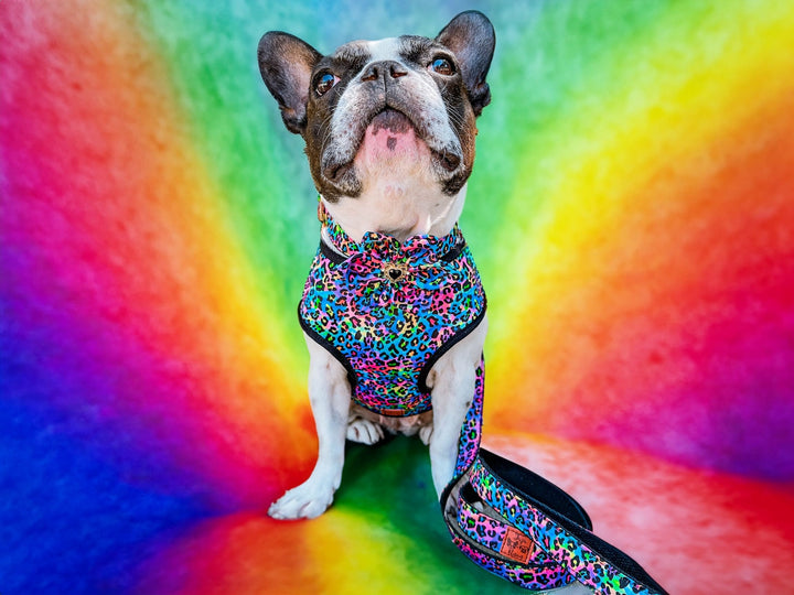Rainbow leopard dog harness leash set/ cheetah dog harness and lead/ pride dog harness vest/ girl boy dog harness/ custom colorful harness