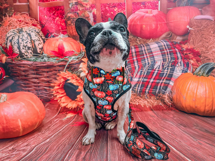 Harvest pumpkin dog harness vest/ boy girl harness