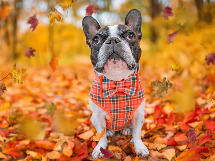 Dog harness - Autumn Plaid