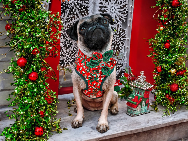 Dog collar with flower - Holiday Classics Mistletoe