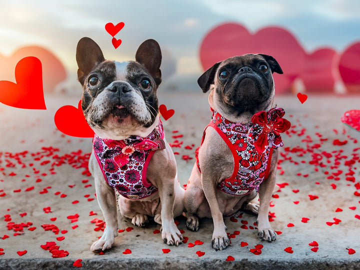 Valentine dog harness - retro flower