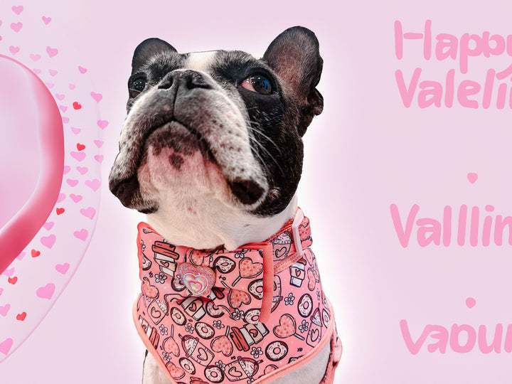 valentine dog collar with bow tie - Coffee and Donuts